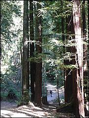 HenryCowell_hike08-046b.jpg