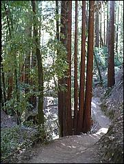 HenryCowell_hike08-049b.jpg