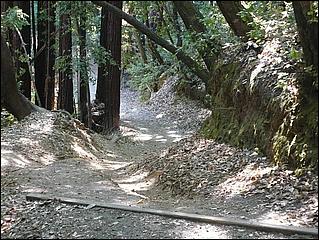 HenryCowell_hike08-057b.jpg