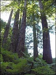 HenryCowell_hike08-063c.jpg