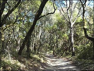 HenryCowell_hike08-076b.jpg