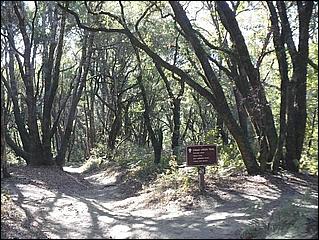 HenryCowell_hike08-078b.jpg