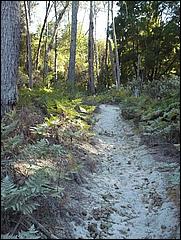 HenryCowell_hike08-083b.jpg