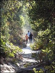 HenryCowell_hike08-087b.jpg