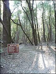 HenryCowell_hike08-109b.jpg