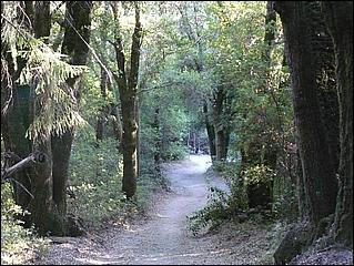 HenryCowell_hike08-112b.jpg