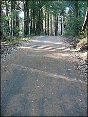 HenryCowell_hike08-121b.jpg