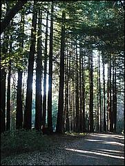 HenryCowell_hike08-122b.jpg