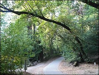 HenryCowell_hike08-128b.jpg