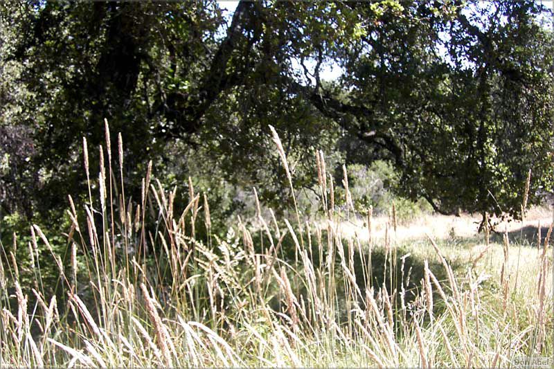 YAC06-PicchettiRanch-066b.jpg