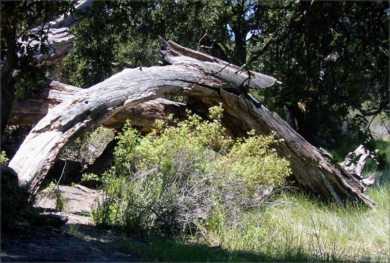 YAC06-PicchettiRanch-073b.jpg