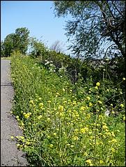 Bike-AlamedaCreekTrail09-115b.jpg