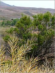 Bike-CoyoteCreekTrail08-071c.jpg