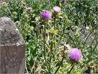 Bike-CoyoteCreekTrail08-143b.jpg