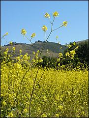 Bike-CoyoteCreekTrail09-018b.jpg