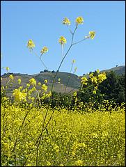 Bike-CoyoteCreekTrail09-019b.jpg