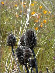 Bike-CoyoteCreekTrail09-030b.jpg