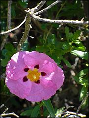 Bike-CoyoteCreekTrail09-054b.jpg