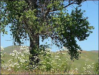 Bike-CoyoteCreekTrail09-084b.jpg