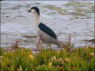 Bike-SFBayTrail_FosterCity09-001d.jpg