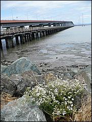 Bike-SFBayTrail_FosterCity09-033b.jpg