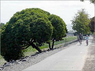 Bike-AlamedaCreekTrail-001c.jpg